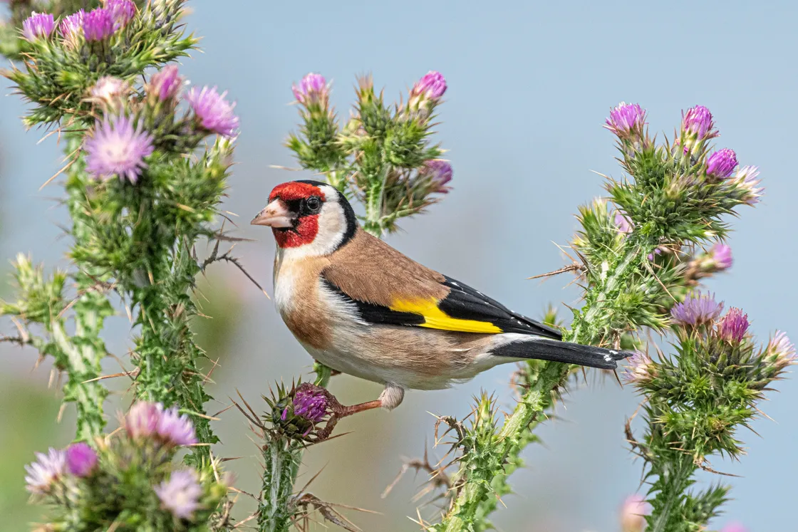 Goldfinch