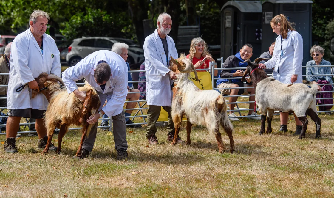 Judges take a closer look at the goats’ condition.