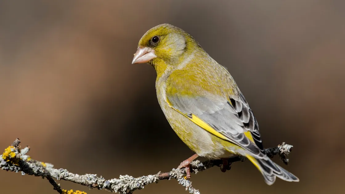 European greenfinch. (Pictures by Shutterstock)