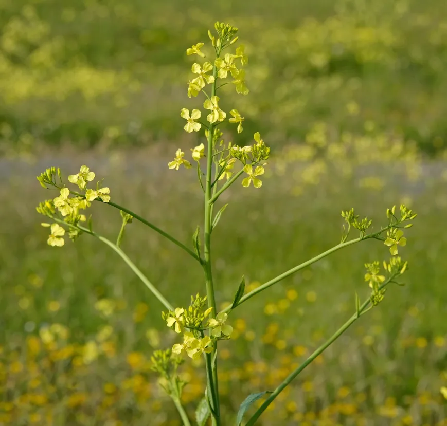 Sea radish/Raphanus raphanistrum ssp. maritimus.