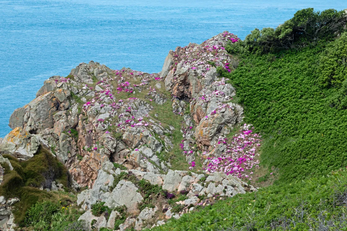 Like sour fig, dew plants were first brought here as garden plants. They were first recorded growing wild in 1961. 