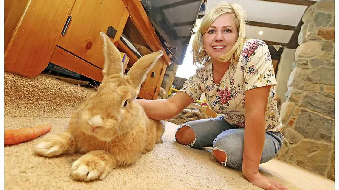 Owner of largest breed of rabbit wants smallest too