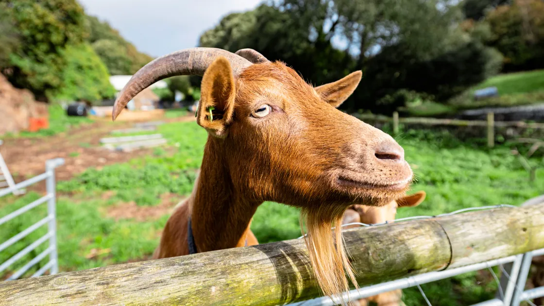 The Royal Golden Guernsey Goat received its title from His Majesty The King in July last year