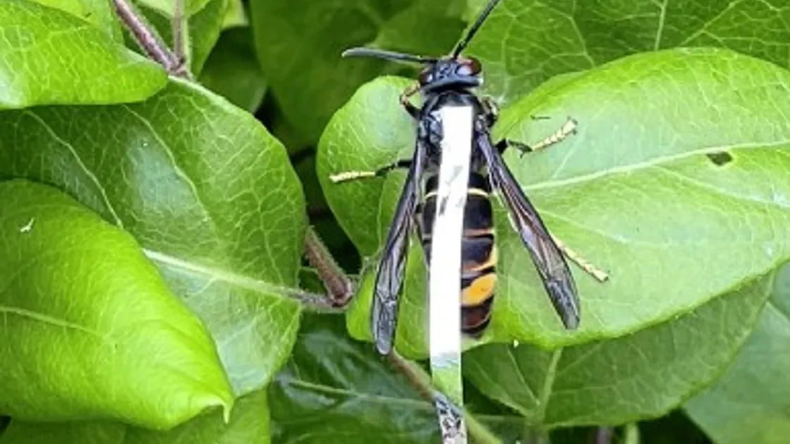 Tinsel glued to an Asian hornet