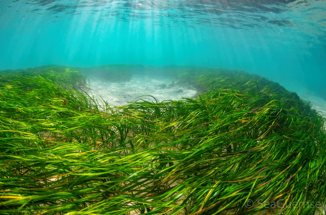 Eelgrass
