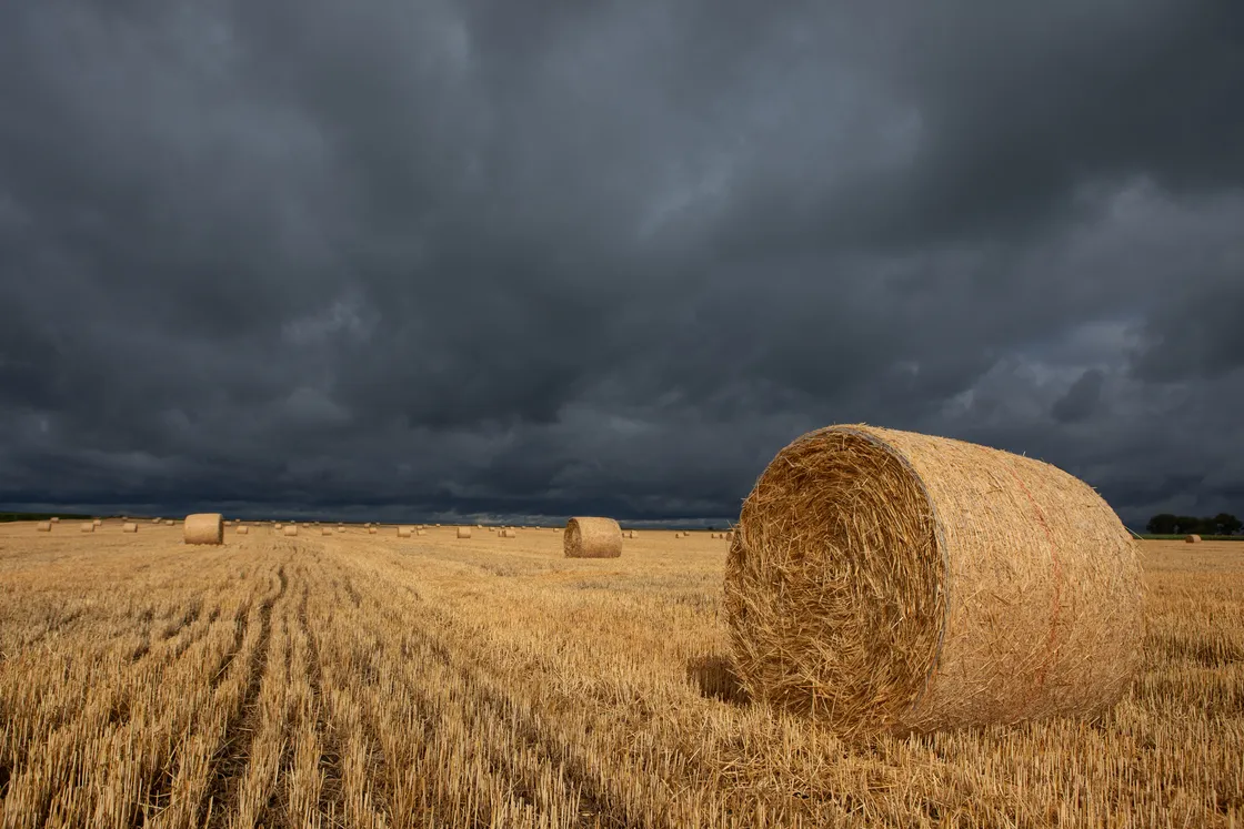 Hay fever is neither caused by hay, nor improves in rainy weather