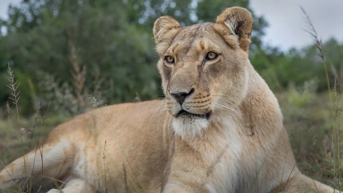 Marina pictured earlier this year at the Shamwari Game Reserve in South Africa.