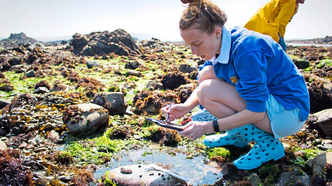 La Societe Guernesiaise Marine Biology Section secretaray Laura Bamford checks the GPS coordinates of an ormer during Saturday's tagging session. (Picture by Charlotte Le Marquand, 24464193)