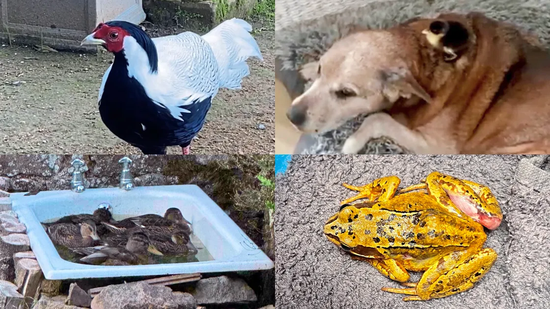 ‘In the last year we have had 133 ducks, 11 rabbits, four hedgehogs, three crows, six hand reared mice, a few chickens, a silver pheasant and a frog called Frank all released here’