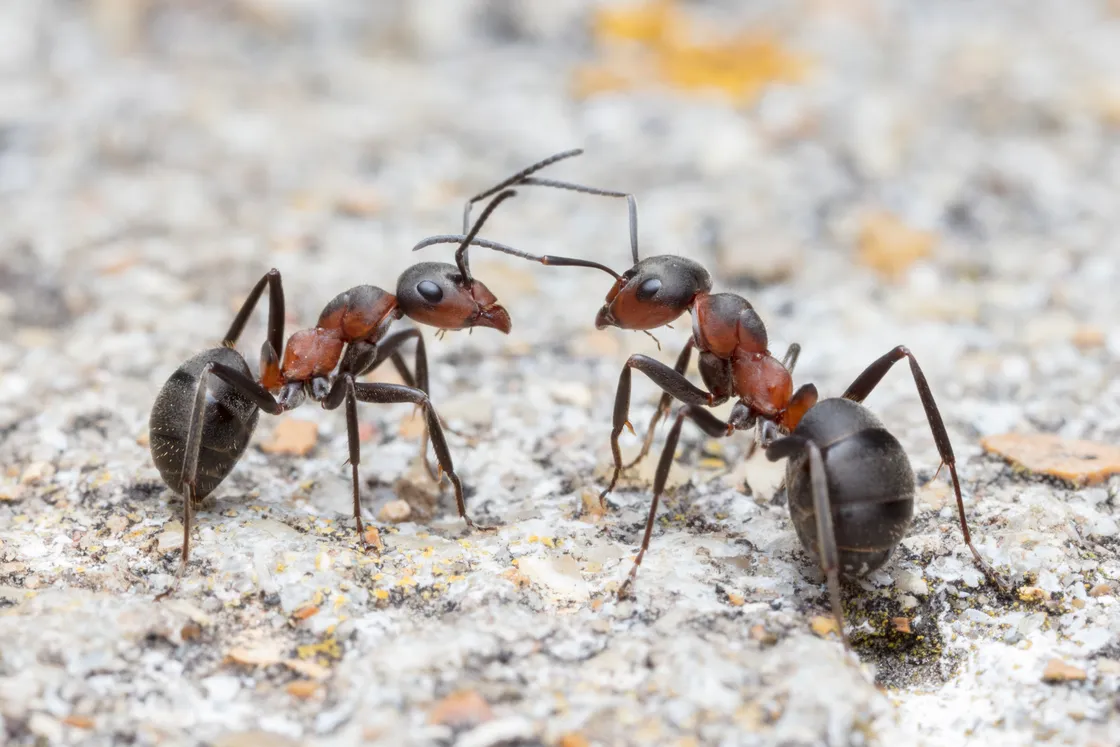 Formica pratensis - black-backed meadow ants