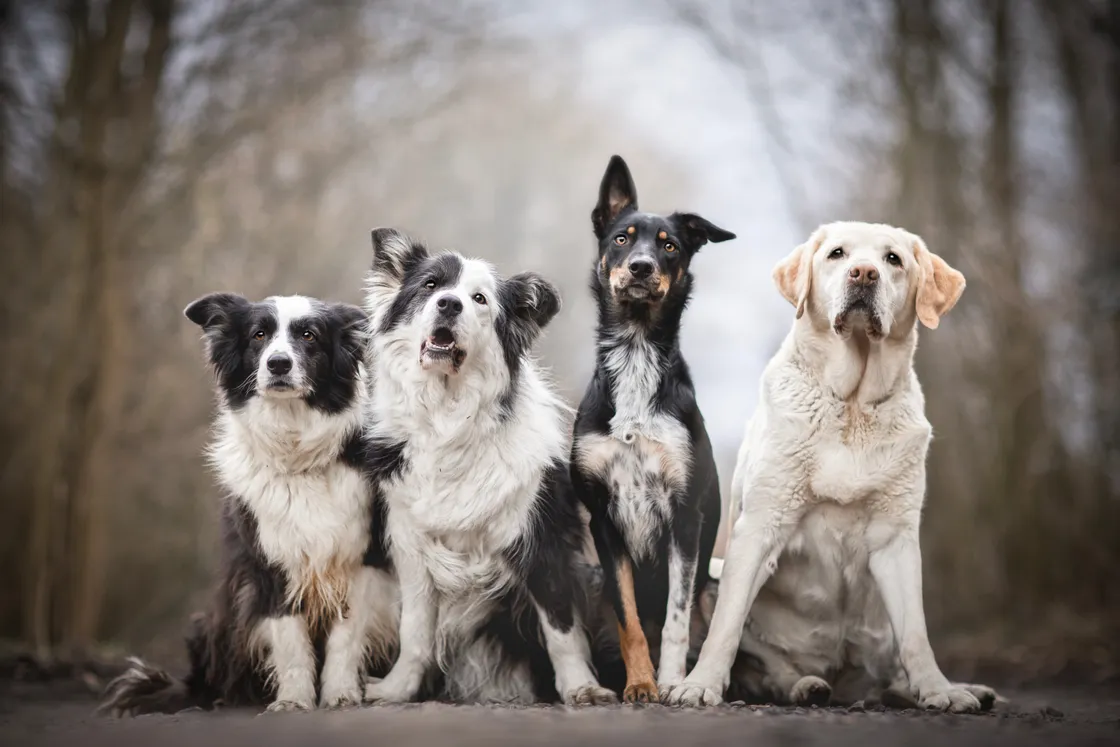 ‘What’s super-dooper cool is that their most common diseases have evolved to exploit this lifestyle. For dogs, diseases need to be messy so that they can spread and infect a lot of the pack in a short space of time. Think of parvovirus – you’ll get the idea’