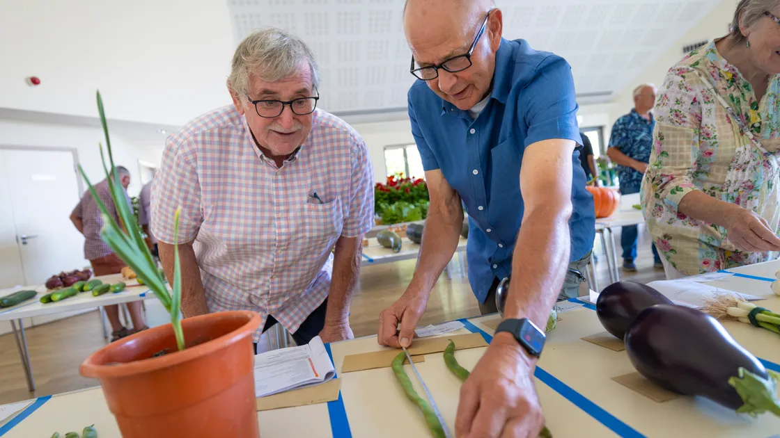 Judges Dave Gorvel and Graham Dorey measuring runner beans.
