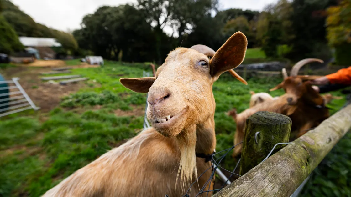 The young goats at Peter Girard’s farm are expected to join the herd in July or August.