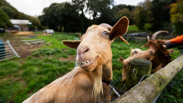 La Societe plans to create its own breeding goat herd