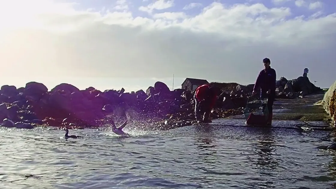 Oiled guillemots which were cleaned and restored to health by the GSPCA, right, then had rings attached and were returned to the wild. (Picture supplied by Steve Byrne and Corinne Connolly)