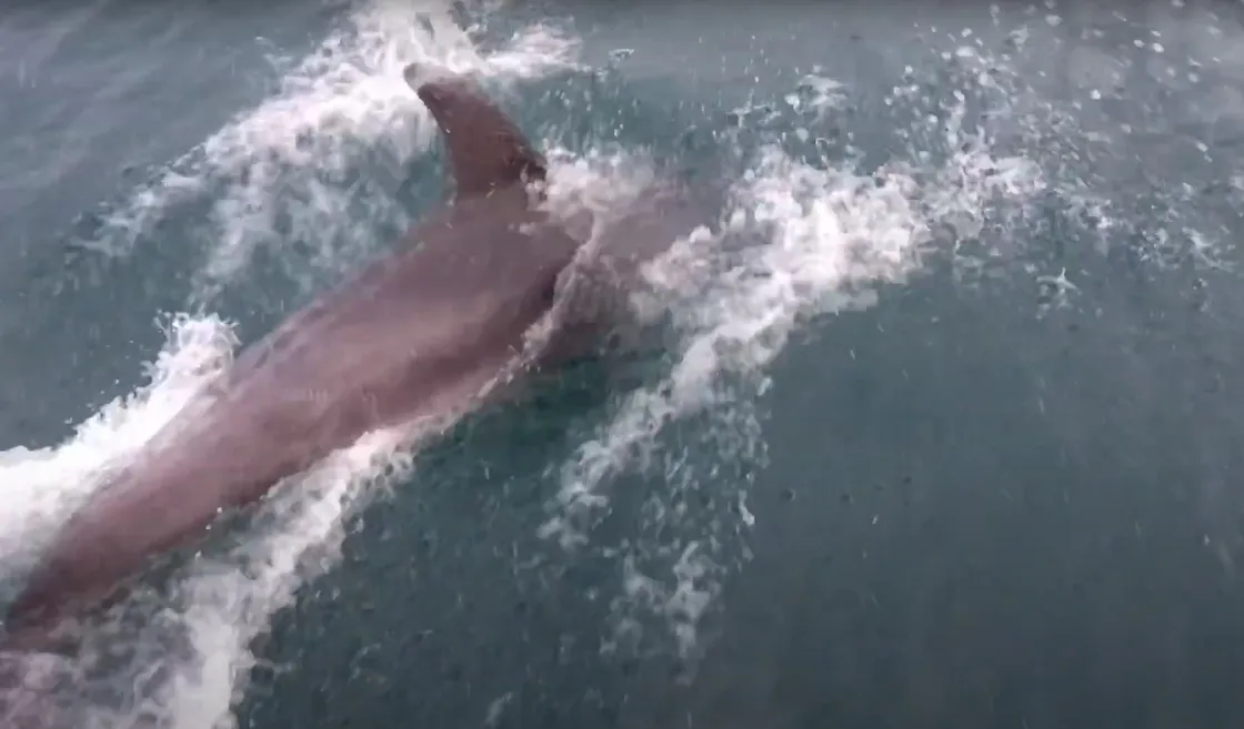 A group of divers were joined by a pod of dolphins playing at the front of their boat as they headed back to Guernsey.