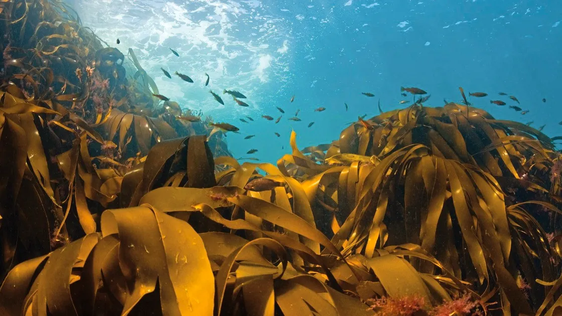 Sark’s waters are already strictly regulated with rules that variously ban dredging, limit trawling, and restrict the harvesting of crabs, lobsters and ormers to closed seasons