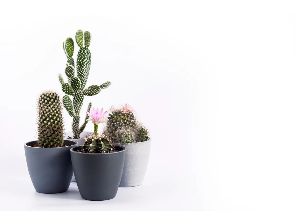 Indoor plant spotlight on cacti
