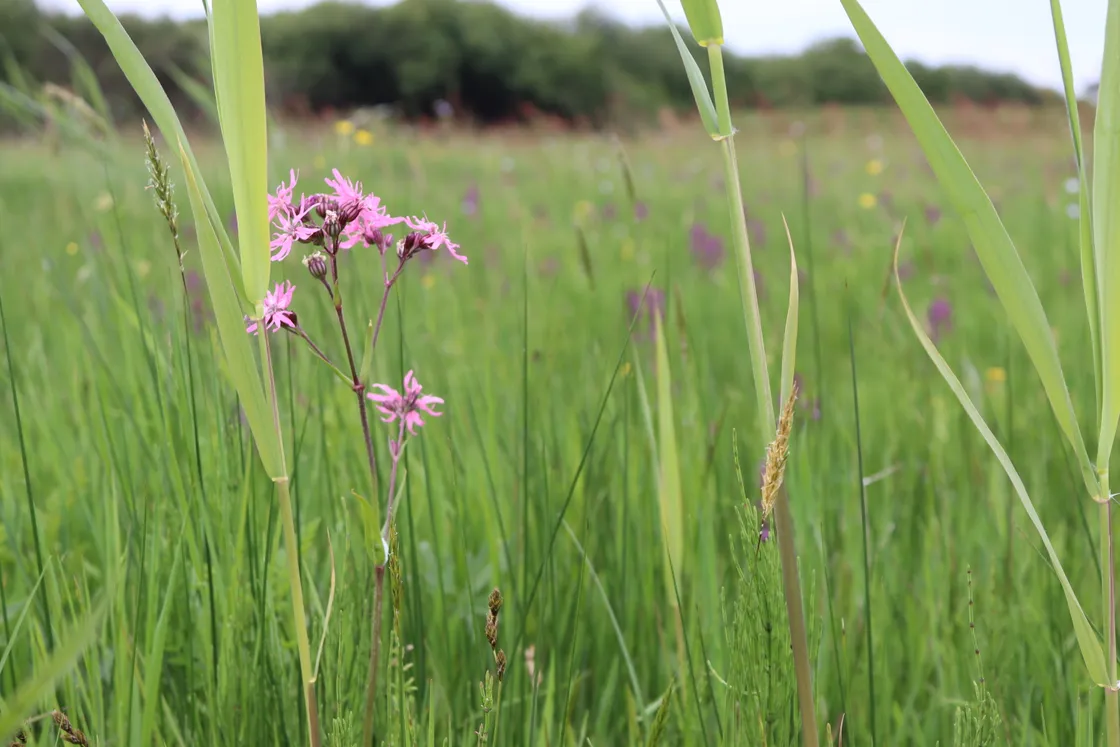 orchid field