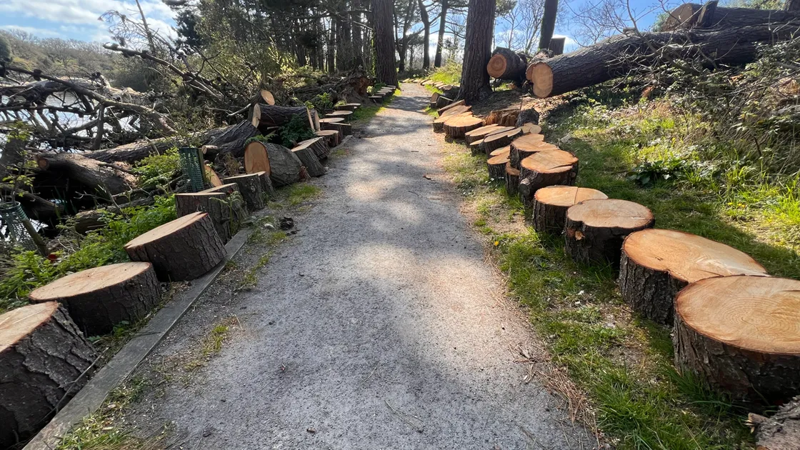 The Millennium Walk around the reservoir has been tidied up after extensive tree surgery work in the past few weeks following damage caused by Storm Goretti. 						 (34695836)