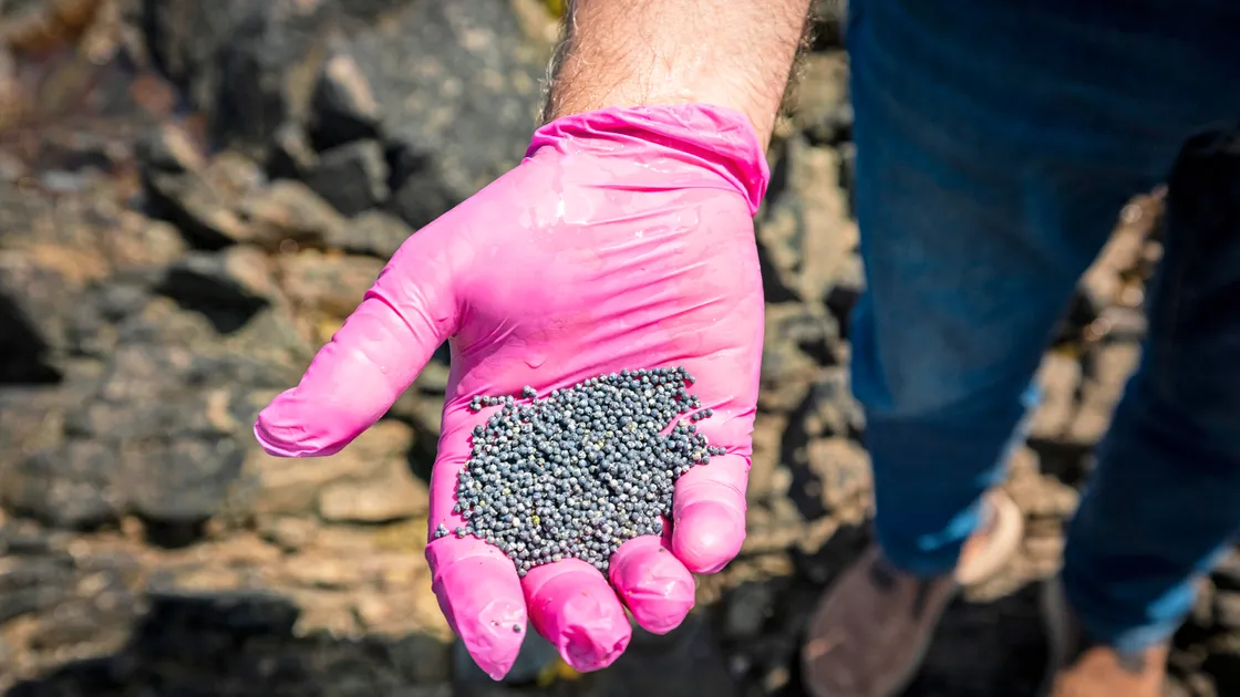 Deputy Marc Laine has raised concerns about the levels of lead in the rock pools around that stretch of coastline.