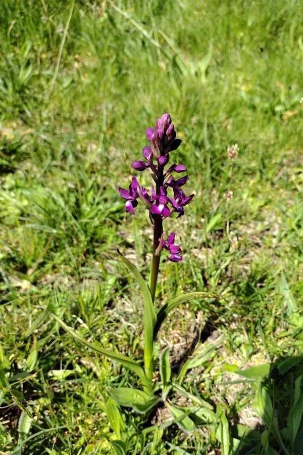 Loose-flowered orchid, present on many of the sites managed by the herd