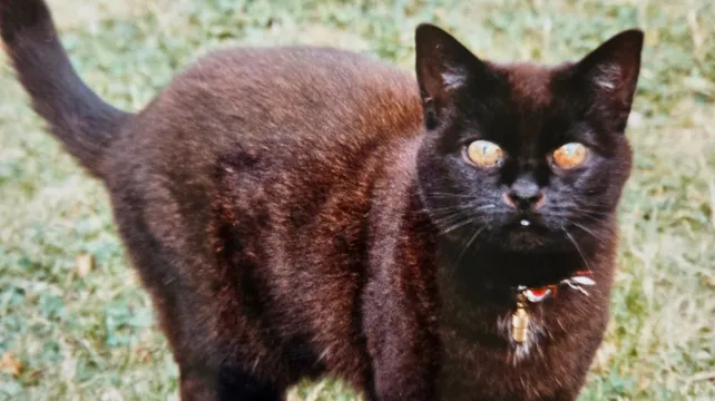 ‘Wait, that’s our cat!’ Islanders’ pet features in Gadoc show