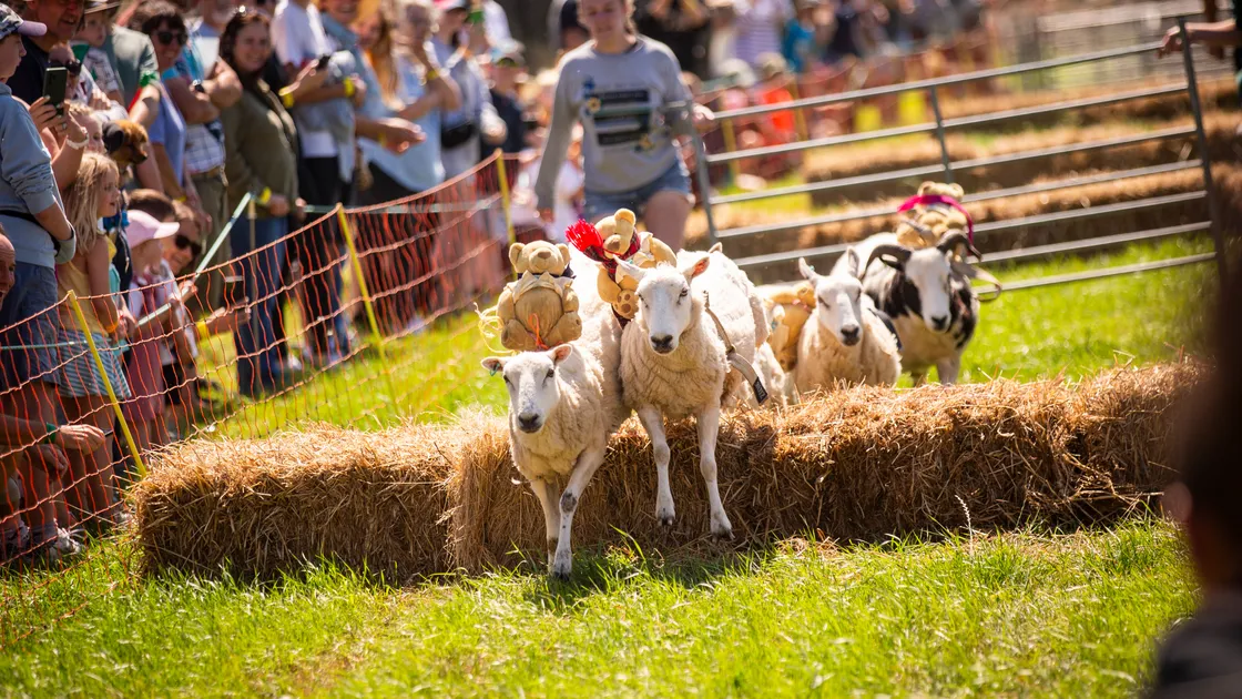Sheep racing. (32395754)