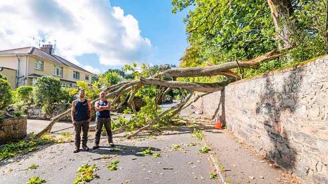 Blocked road may have been caused by sudden branch drop syndrome