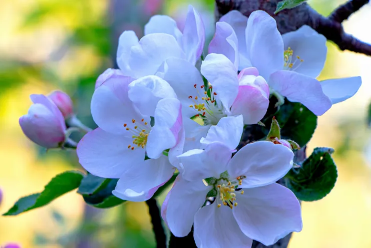 Apple trees in blossom