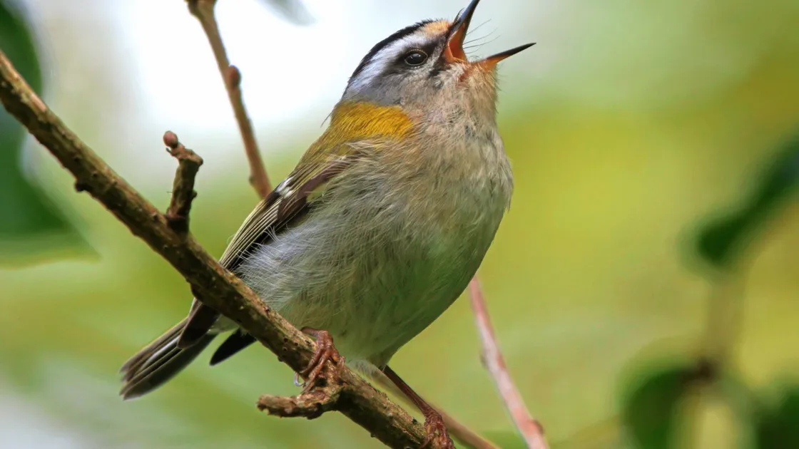Firecrests are one of the species that have become more common on the island. (Picture by Andy Stoaling)