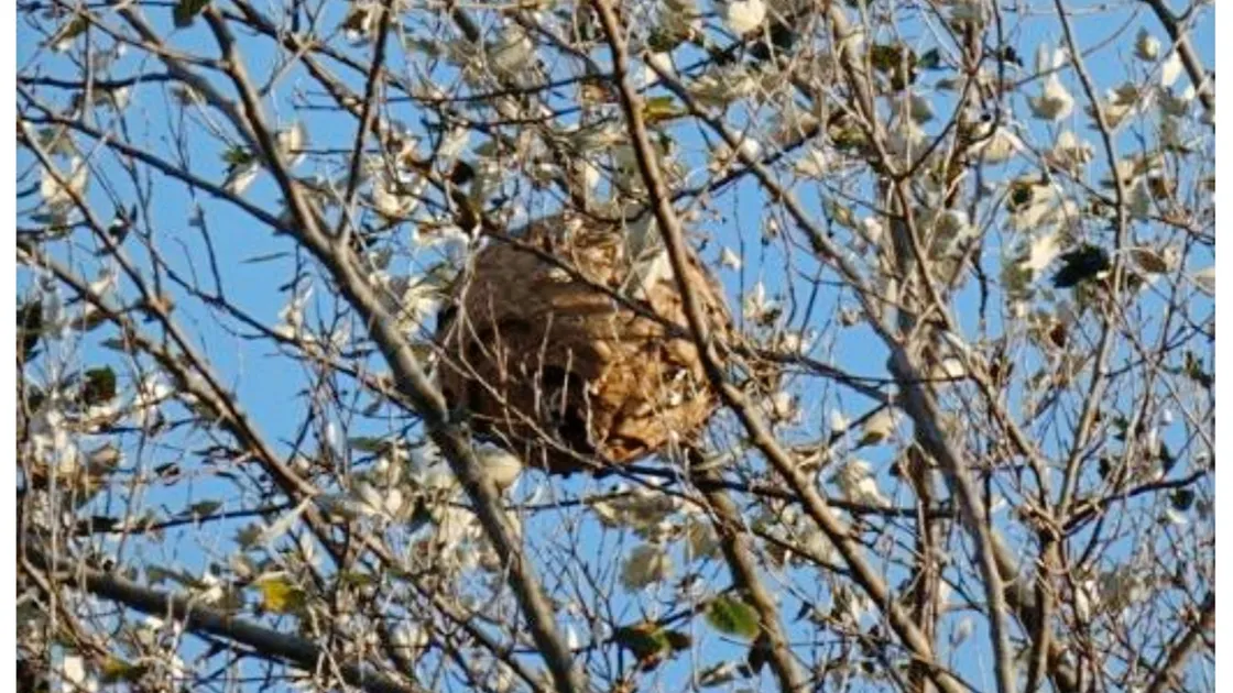 An Asian Hornet nest was found in tree in a garden on Rue du Closel, Vale last week. It was removed on Friday. (Submitted photo)