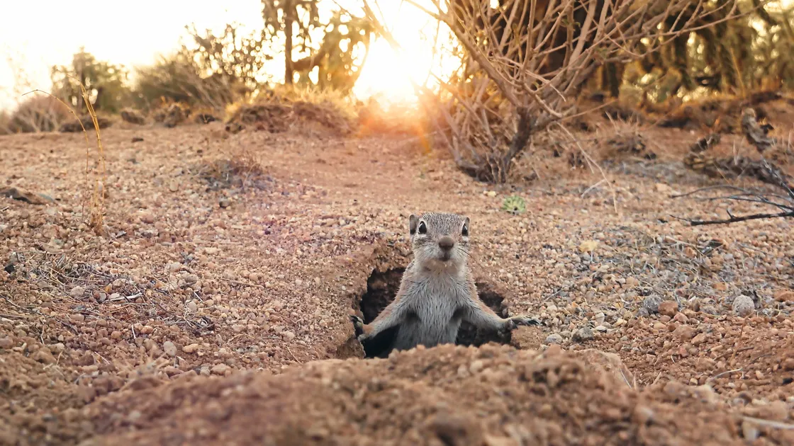 A Harris’s antelope squirrel emerging from its burrow in the Sonoran Desert, Arizona, in a scene from the Mammals series, broadcast on BBC One from Sunday. (BBC Studios picture)
