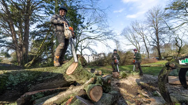 Clear-up at Saumarez Park to deal with toppled trees