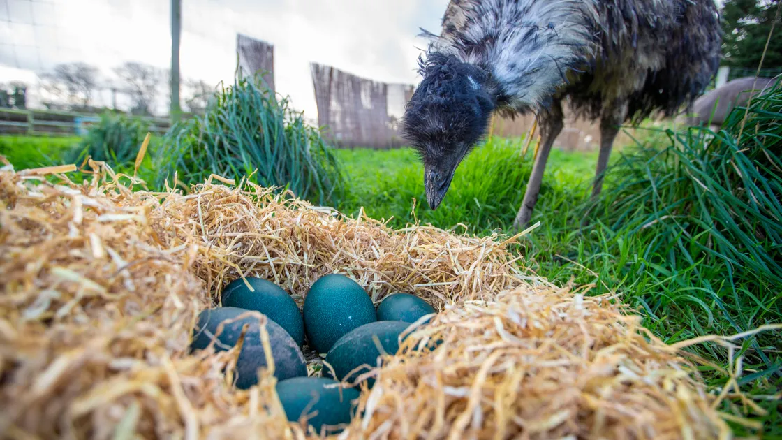 Accidental Zoo’s emu family could grow
