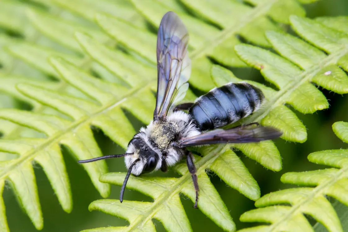 Violet-winged mining bee