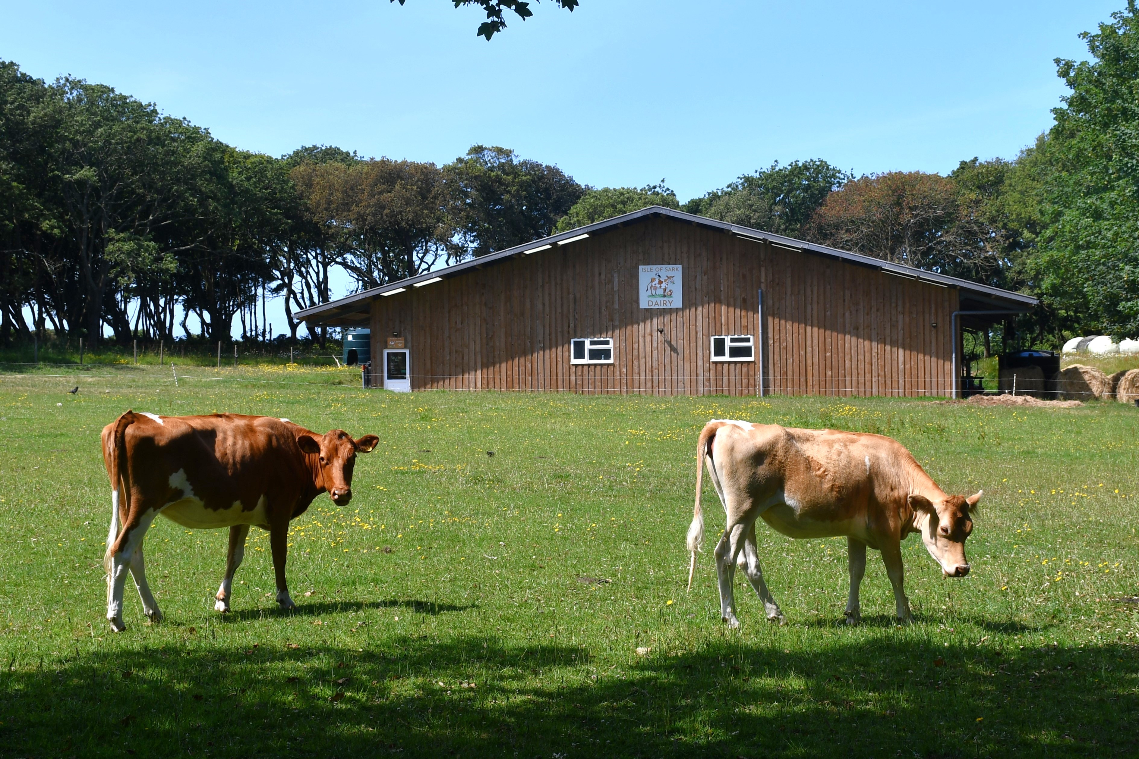 Sark’s prospective new dairy farmers pull out