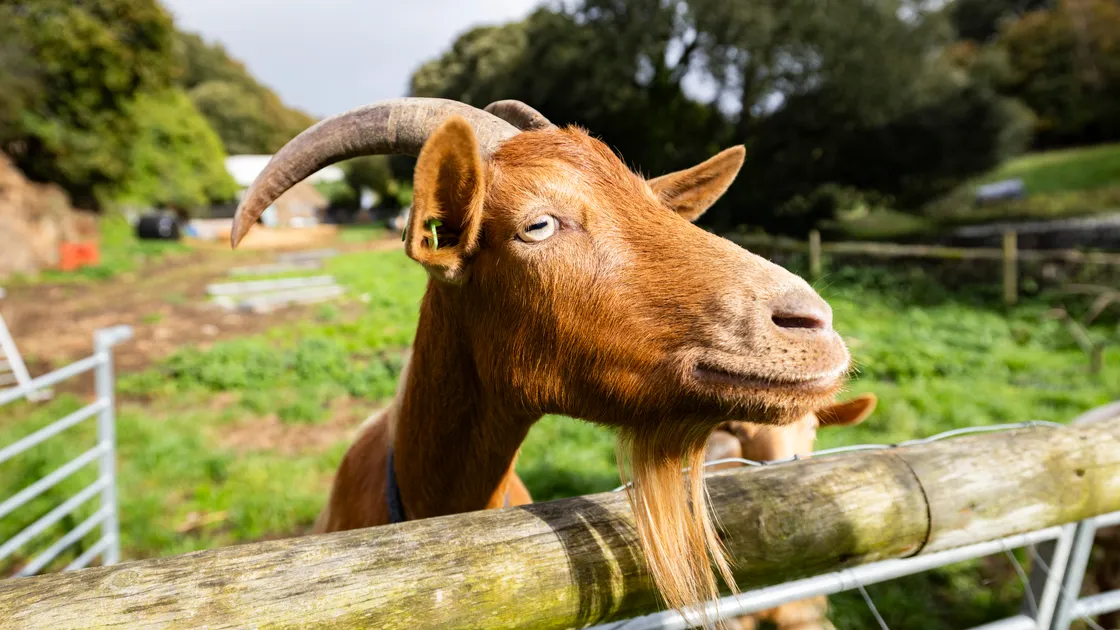  The first Royal Golden Guernsey Goat Symposium took place last autumn at Government House