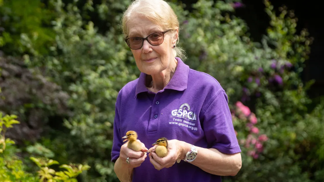 Yvonne Chauvel has earned national recognition for her dedication to promoting animal welfare, having been named as a finalist in the ADCH & Petplan Animal Welfare Awards