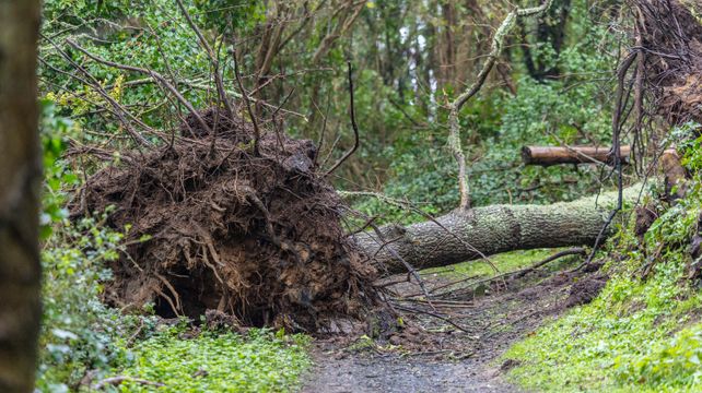 Islanders thanked as storm tree appeal exceeds £20,000