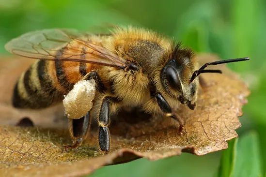 Honeybee (Apis mellifera)