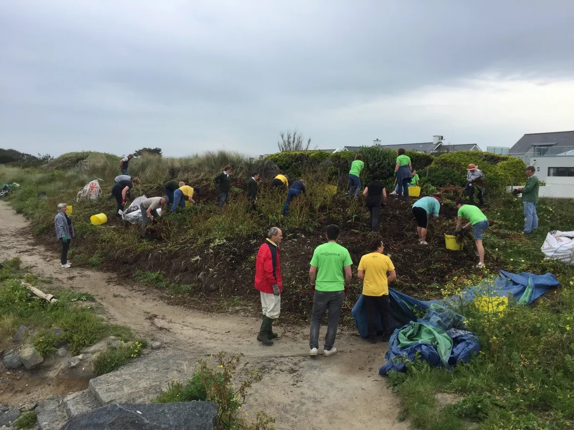  A team of about 50 volunteers took to an area of Portinfer common which has been blighetd with the invasive species sour fig. (29603199)