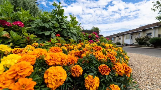Floral Guernsey looking for funding as judging concludes