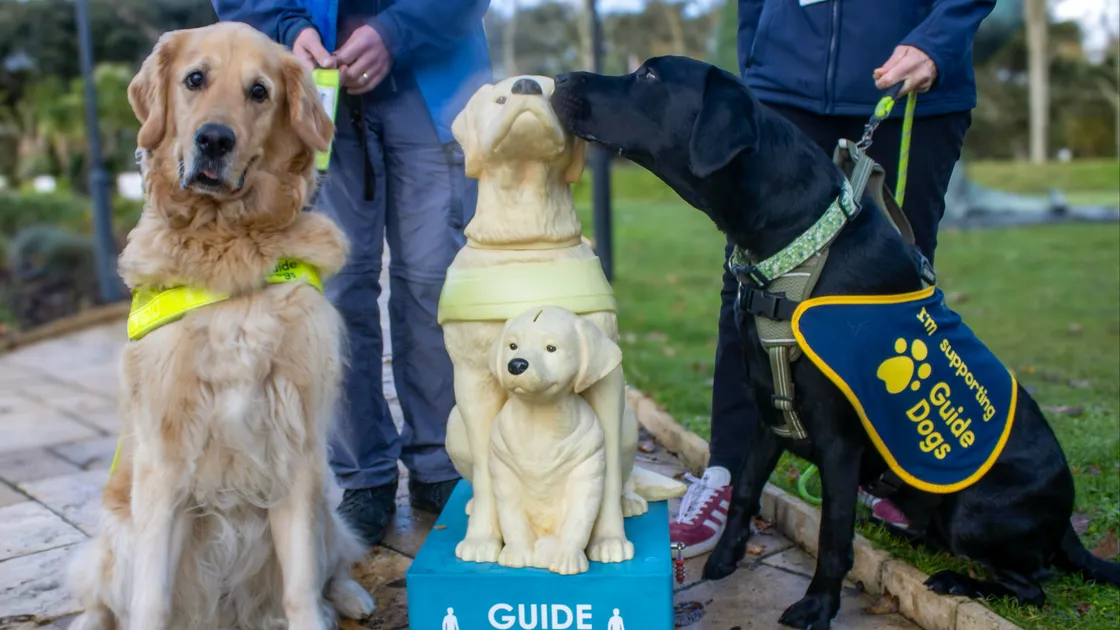 Nice to meet you – guide dog ambassador Myrtle (right) greets the new donation box at the Friquet Garden Centre with guide dog Cyril standing by