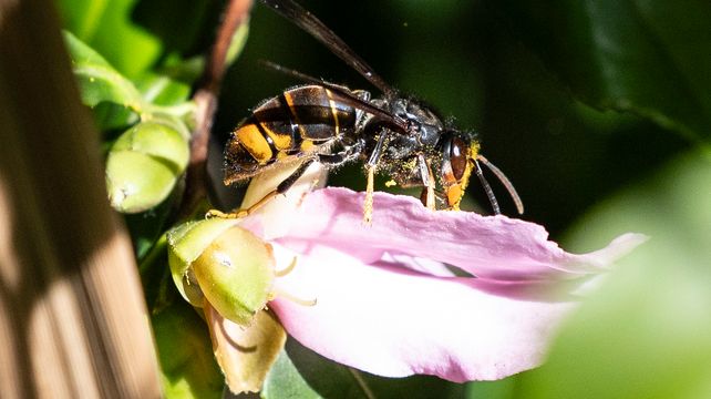 ‘Asian hornets cannot be eradicated from islands’