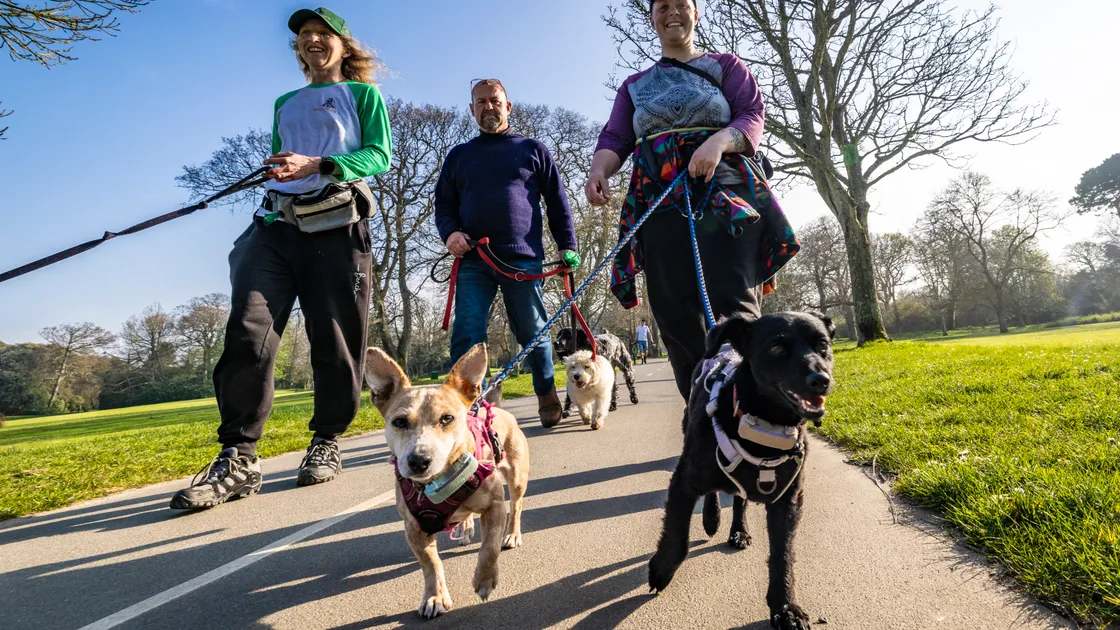 Professional dog walkers, left to right, Tammy Pike, Alan Brehaut and Jade Grace with some of their dogs.