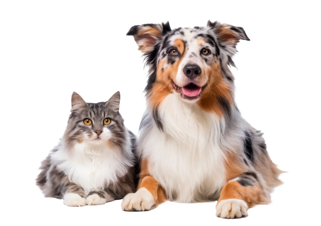 ‘...it’s not hard to see why dogs are often called “man’s best friend” while cats are considered “aloof”’