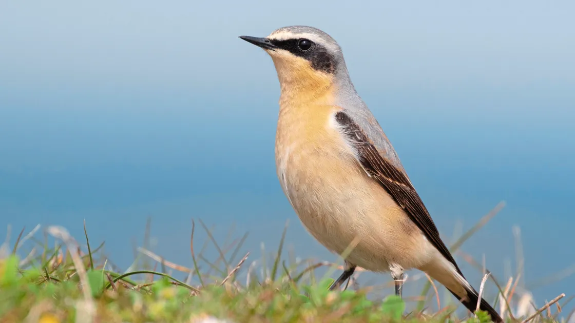 Wheatear