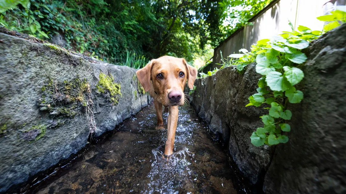 ‘It is our strong belief that this place, so beautiful and peaceful, so important for wildlife and so ancient, deserves protection and should be left unchanged’