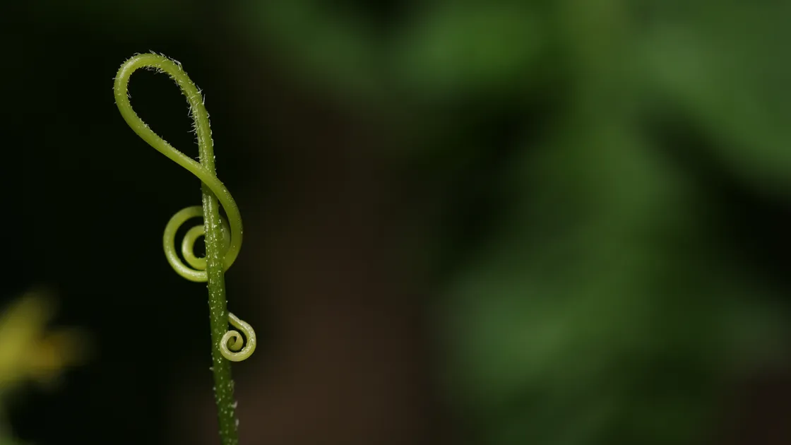 Music and nature